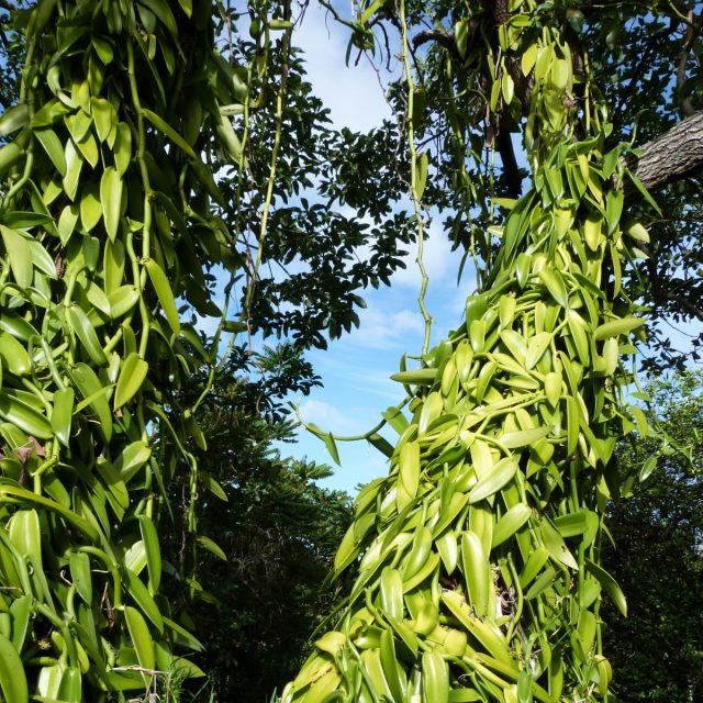 La vanille de Madagascar