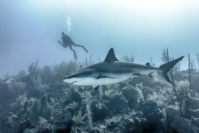 requins