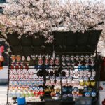 la tradition japonaise de célébrer les cerisiers en fleur