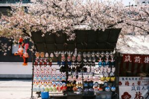 la tradition japonaise de célébrer les cerisiers en fleur
