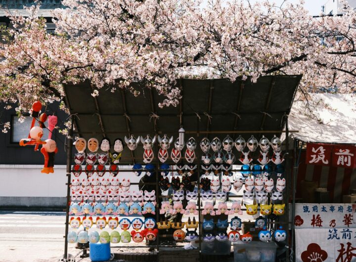 la tradition japonaise de célébrer les cerisiers en fleur