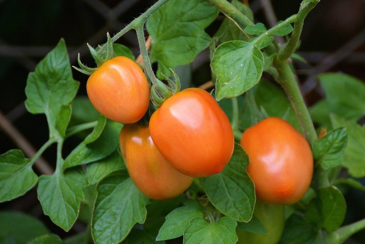 Tomates mûres sur une tige, feuilles environnantes, jardin