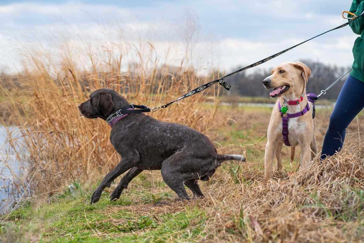Chien noir et chien jaune en laisse, champ, eau, personne en vert Chien noir et chien jaune en laisse, champ, eau, personne en vert